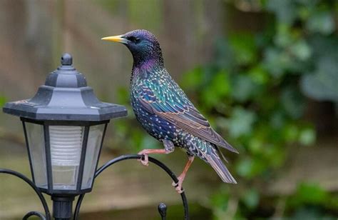 How To Get Rid Of Starlings 16 Tips Tricks Optics Mag
