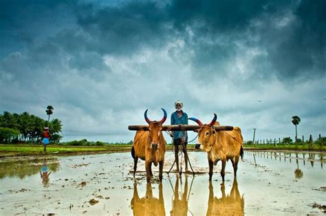 Indian Farming Images Hd Farming Mania