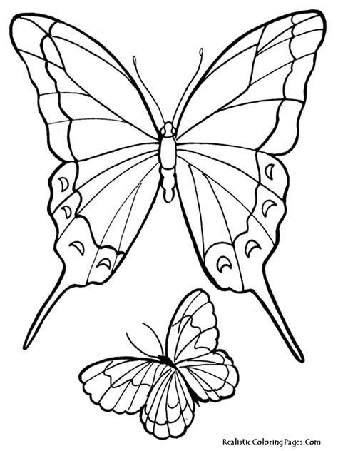 Realistic Butterfly Coloring Pages At Getdrawings Free Download