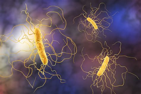 Clostridium Difficile Homclinic