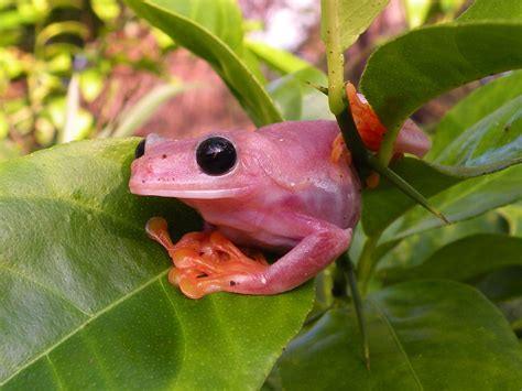 Pink Red Eye Tree Frogs