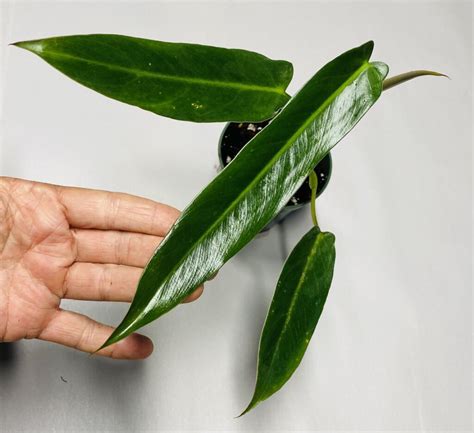 Small Size Philodendron Spiritus Sancti NSE Tropicals