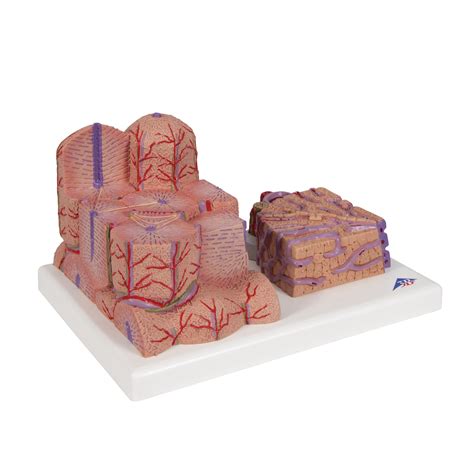 3B MICROanatomy Liver Model 3B Smart Anatomy 1000312 3B