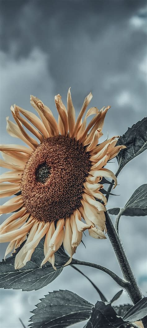 We hope you enjoy our growing collection of hd images to use as a. 1080x2400 Sunflower Micro 1080x2400 Resolution Wallpaper ...