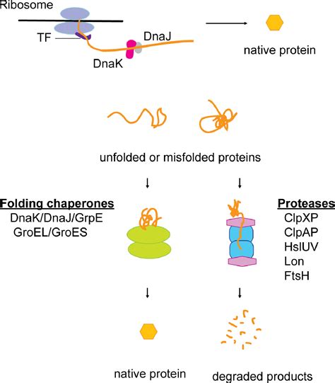 Figure 1 From Investigation Of Clpxp Protease Mechanism Of Function And