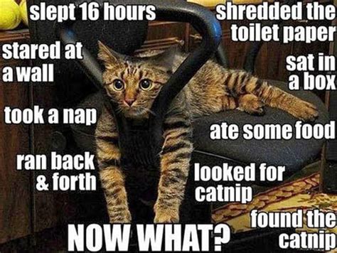 15 Funny Cat Memes Clean 2019 Factory Memes