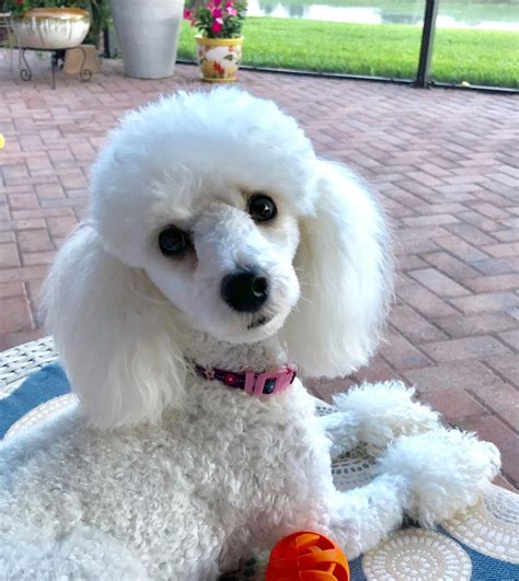 Jolie 42318 Poodle Puppy Toy Poodle Haircut Poodle Haircut