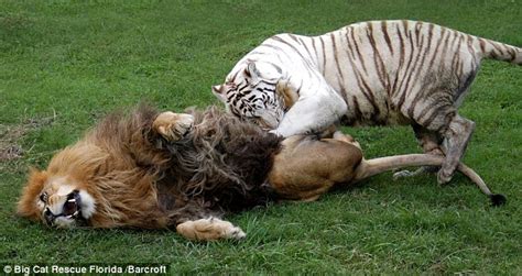 We Feel The Pain For Animals Playfighting Pals Cameron