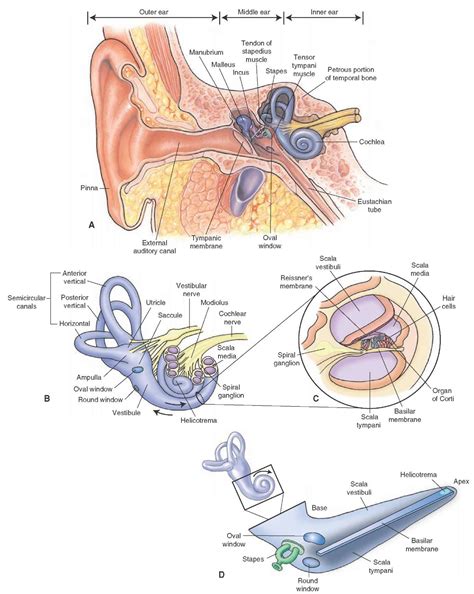 Auditory And Vestibular Systems Sensory System Part 1
