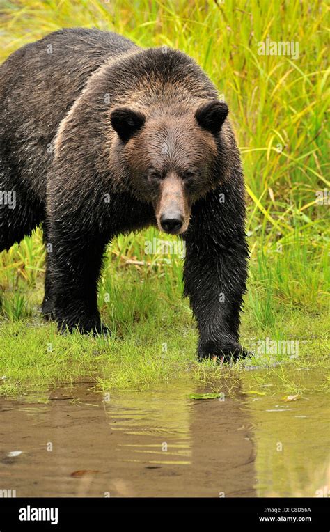 An Adult Grizzly Bear Walking Forward Making Eye Contact Stock Photo