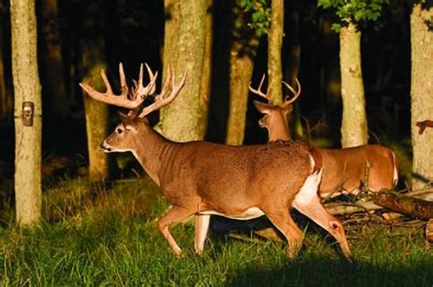 Study Trail Cam Photos And Read Deer Body Language To Shoot Bigger