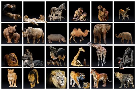 Fauna Qué Es Tipos Características Y Ejemplos Significados