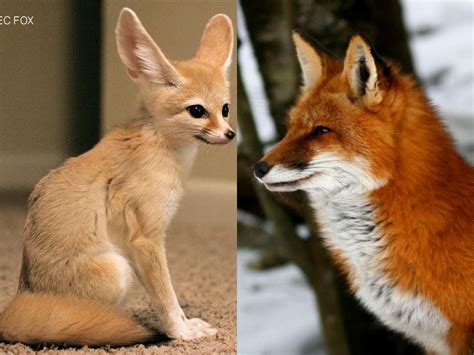 Pet Foxes Are Currently Legal In 16 States