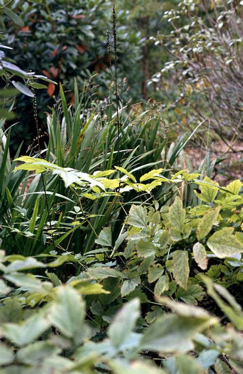 Actaea Podocarpa American Bugbane Bogsrhs Gardening