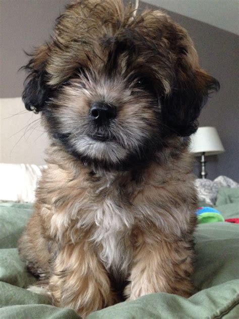 The shih poo, as you may have guessed, is a shih tzu crossed with a miniature poodle. Cutest pup!! Shihpoo puppy | Shih poo, Cute puppies, Puppies