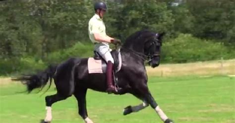 These Royal Friesian Horses Are Arguably The Most Beautiful You Will