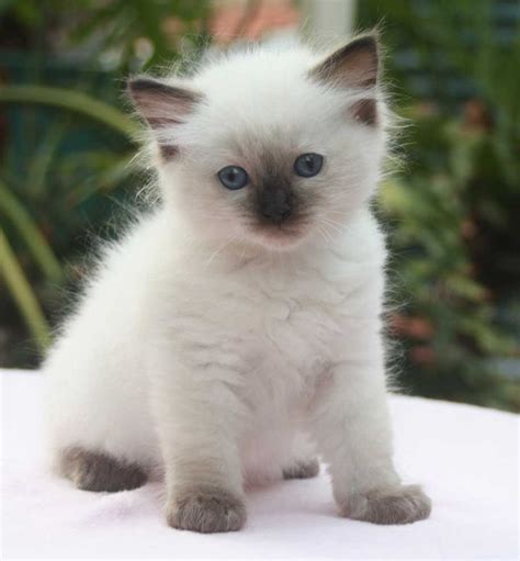 17 Best Ideas About Ragdoll Kittens On Pinterest Ragdoll Cats
