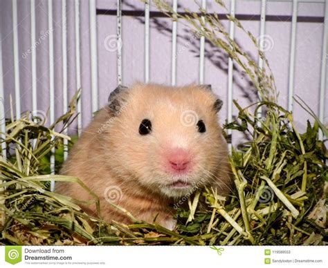 Teddy Hamster In A Cage Stock Image Image Of Bear