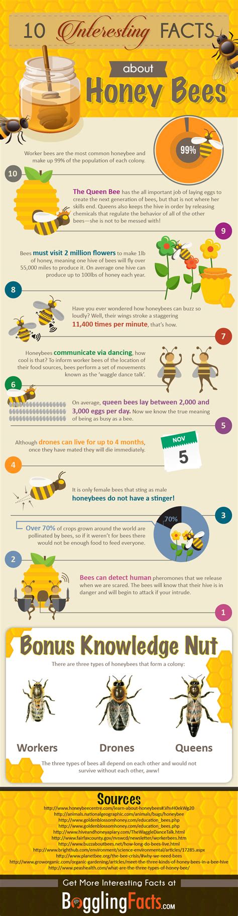 10 Fascinating Honey Bee Facts You Didnt Know Infographic