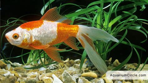 Comet Goldfish Care Guide Lifespan Tank Size Breeding And More
