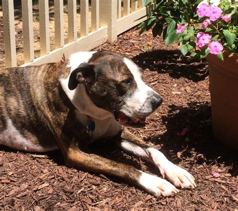 The pet shelters in maryland are packed with healthy cats and dogs that. Amy - Beautiful Female Boxer Mix For Adoption in Bethesda ...