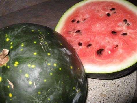 Buy Watermelon Seeds Moon And Stars Red Certified Organic Non