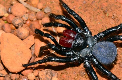 5 Most Venomous Spiders In Australia With Videos