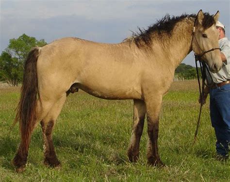 Bashkir Horse Information Origin History Pictures