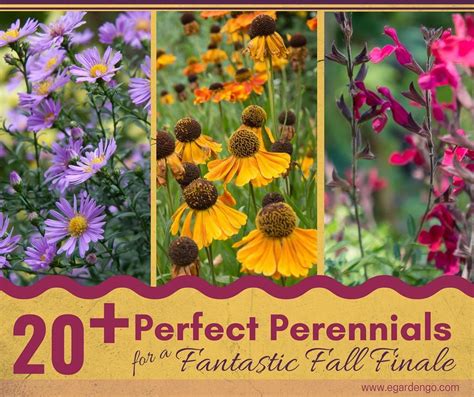 Late Bloomers Unite In This Post Were Showcasing Perennials That