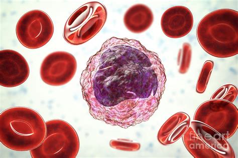 Monocyte White Blood Cell In A Blood Smear Photograph By Kateryna Kon