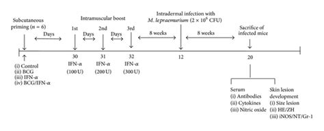 Successive Intramuscular Boosting With Ifn Alpha Protects Mycobacterium