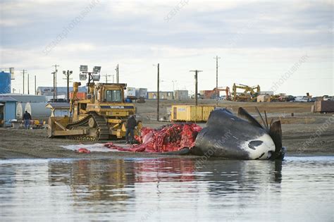 Inupiaq Subsistence Whalers Butcher A Bowhead Whale Catch Stock Image