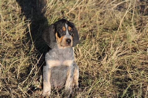 Puppies for sale lorie burrell 25350 johns rd south lyon mi 48178 phone: BlueTick CoonHound Puppies - Home