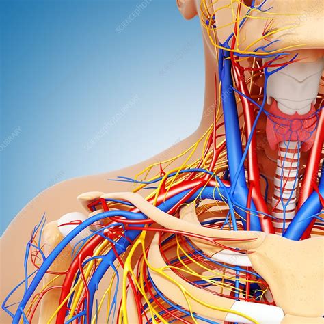 Upper Body Anatomy Artwork Stock Image F0061846 Science Photo