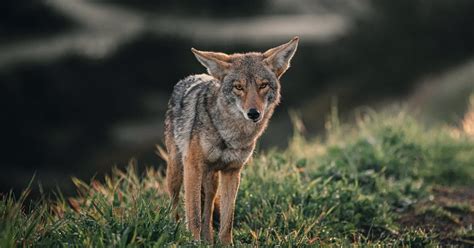 Pet Coyotes In Alabama A Quick And Easy Guide