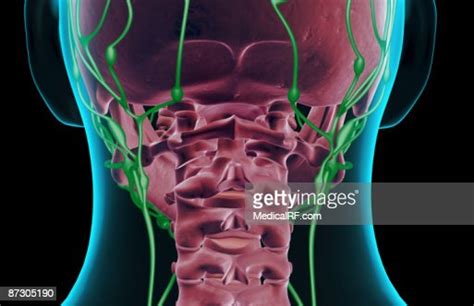 The Lymph Supply Of The Neck High Res Vector Graphic Getty Images