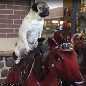 Doug The Pug Rides A Mechanical Horse Outside Grocery