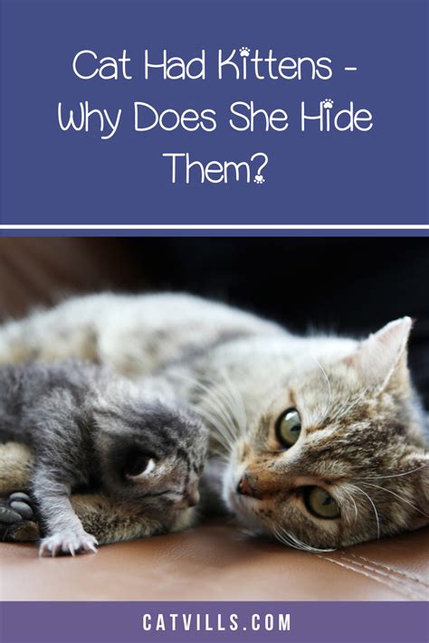 From meal times to behavior and size, find out what 8 week old kittens really do, need and how they grow. How To Get Rid Of Fleas On Kittens 9 Weeks Old