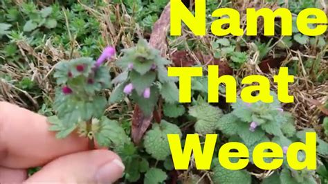 Weed Identification Of Common Spring Weeds In The Lawn Youtube