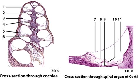 Bio 151 Photomicrographs Of The Cochlea And Spiral Organ Of Corti