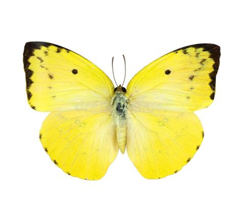 Bright Yellow Butterfly Isolated On White Stock Image Image Of