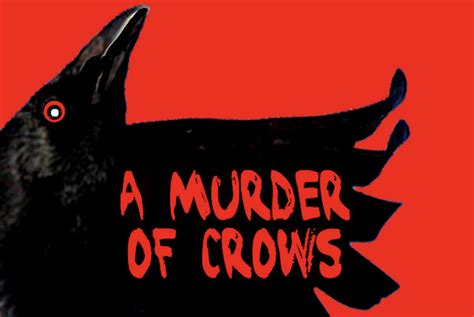 Murder Of Crows A Friendly Letter