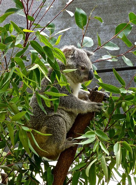 Koala Bear Australian Free Photo On Pixabay Pixabay