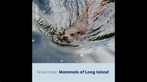 Csli 2022 Long Island Mammals Youtube