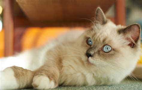 Обои кошка кот поза лапки лежит голубые глаза мордашка боке