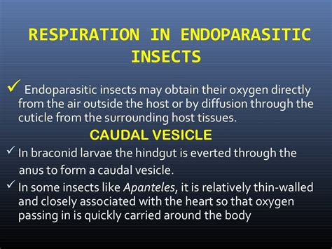 Structure And Function Of Insect Respiratory System