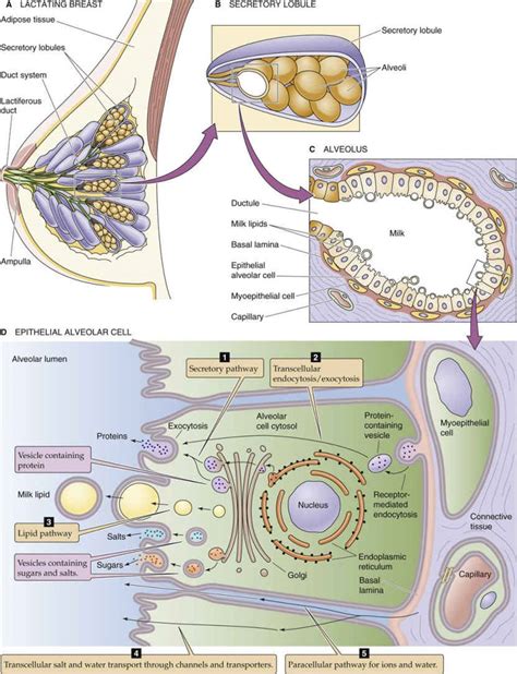 Lactation Fertilization Pregnancy And Lactation The Reproductive System Medical