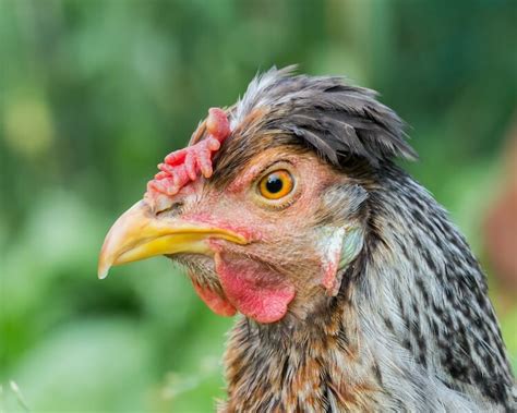 Cream Legbar All You Need To Know Egg Color And Temperament Chickens And More