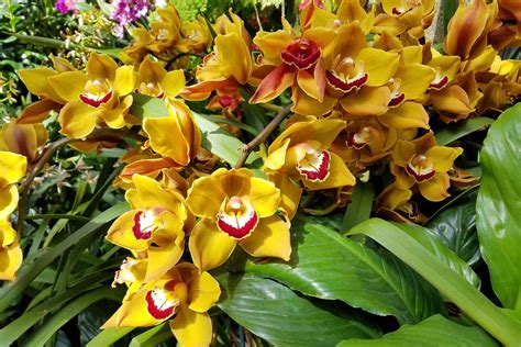 Orchid Growing Guides Tips And Information Gardeners Path