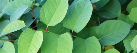 Japanese Knotweed Not As Bad As Feared According To Surveyor Institution